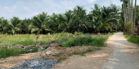 CC bán đất Long Hoà, Bình Đại, nền 2 mặt tiền đường, 134m2 có 50m2 thổ cư,