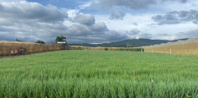   ĐẤT NGỘP GIÁ RẺ HƠN THỊ TRƯỜNG  