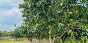 Mình bán 1,2 hecta đất vườn Xuân Lộc. Đường betong xe tải