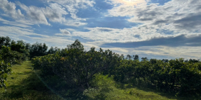 Bán 8857m2 đất CLN hồng liêm đường ô tô tận nơi giá rẻ chỉ 110k/m2 Lh 0938677909