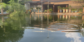 Bán nhà Tỉnh Lộ 7 An Nhơn Tây Củ Chi, 2 nhà gỗ, 1257m2, giá chỉ 1x tỷ