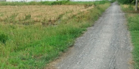 Bán gấp 150m2(4,8x31) thổ cư xã Mỹ Lệ huyện Cần Đước. Mặt tiền đường GTNT .