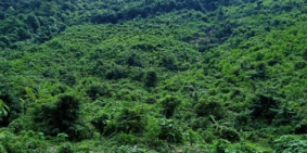 Bán 9.5HA đất rẫy tại xã Hòa Bắc, Đà Nẵng, 4.9 tỷ