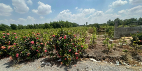 Đất vườn siêu đẹp vuông vức, 56x40 Kênh 5, Bình Lợi, Bình Chánh, chỉ 1.5 tr/m2