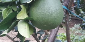 Đất sổ đỏ 120m2 đường Nguyễn Trường Tộ, Hưng Đông, Vinh, Nghệ An