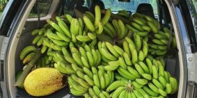 Bán nhà vườn trái cây có suối róc rách, đường Trương Định, giá siêu ưu đãi