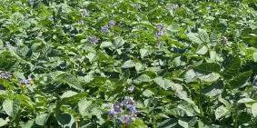 Chính chủ cần bán nhanh đất nông nghiệp đang canh tác, đường lớn xe tải tới vườn