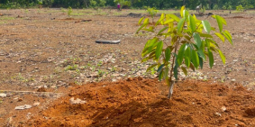 Cần bán 1005m2 đất cây ăn trái sẵn trên đất đường nhựa LG 18m