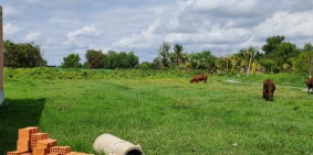 Tôi còn vài lô đất ngay KCN Trảng Bàng diện tích lớn trên 100m2 750tr