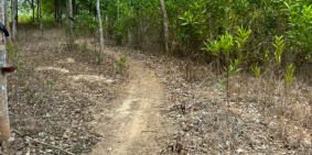 Đất vườn  gần 9 sào Hoà Bình Xuyên Mộc Bà Rịa VT, kẹt cần bán gấp