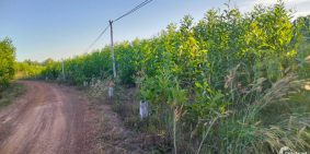 Đất 12750m2, tại thôn suối tứ ,xã thắng Hải, huyện hàm Tân,bình thuận