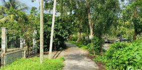 Vườn Sầu Riêng 1426m2, Rạch Cây Cẩm, Trường Long, Phong Điền.