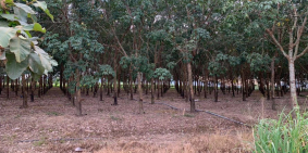 Đất cao su 9 chủ cần bán điện nước đủ đường xe tả đang cho thu hoạch 20-25 triệu