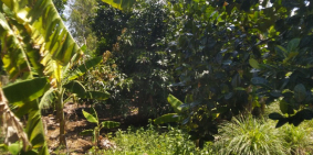 Bán nhanh 2 sào đất vườn cây ăn trái giáp ranh xã long tân.