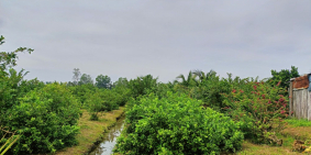 1000m đất sổ sẵn có vườn trái cây liền kề tp HCM giá 700tr