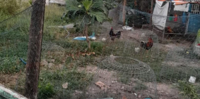 Cần bán gấp đất tại tx gò công