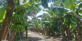 Kẹt Tiền Bán Gấp 7,1 Sào Đất Trồng Chuối Tại Sông Trầu, Trảng Bom