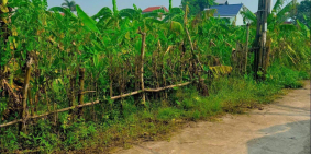 Chính chủ cần chuyển nhượng lô đất rộng gần 2000m2 tại Song Giang, Gia Bình,