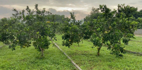 Khu dân cư Bảo Hiệu mở bán 11 lô liền kề, có 2 lô giá F0 giá hạt dẻ chỉ từ 2xxtr