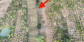 2000m2 Đất Di Linh có suối có cà phê non giá 530tr cả lô