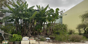 CẦN BÁN ĐẤT NỀN TRUNG TÂM TP. TAM KỲ, QUẢNG NAM