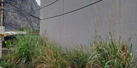 Bán đất ngõ 1030 phường cẩm thạch