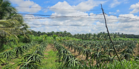 Bán đất mặt tiền đường Hồ Văn Mão, Long Bình Điền, Chợ Gạo TG