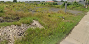 Bán đất thổ lúa đường xe hơi tại Xã Long An, Cần Giuộc, Long An