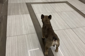 Từ ngày 15/12, thả chó, mèo trong chung cư bị phạt đến 1 triệu đồng