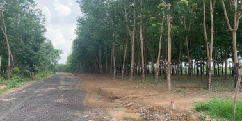 Bán gấp vượn cao su Tân Phước 16 Sài ( 16.000m2) 