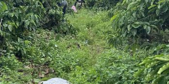 bán 8,1 vườn cà phê giá 2,4 tỷ 