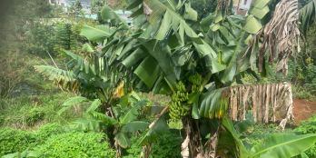 Bán nhà và đất có thổ cư trung tâm p1, Bảo Lộc, Lâm Đồng