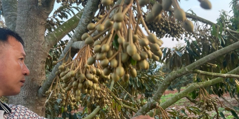 gần 7 mẫu sầu riêng thu bói điện nước đầy đủ 