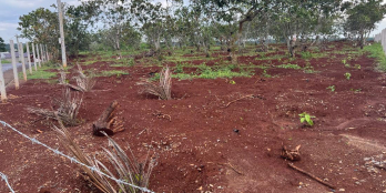 Bán gấp TCLN Láng Lớn, BRVT_13 tỷ giảm sâu 9,5 tỷ