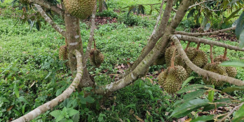 Bán đất xã Hòa Bắc  Di linh Lâm Đồng 