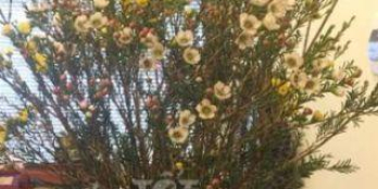 Cho thuê nhà Nghi Tàm Dt100m2xt. Mặt tiền: 6m. Giá 60tr/tháng