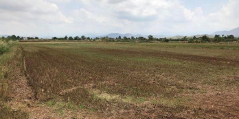 Cần bán 10000m2 đất trồng cây hàng năm tại Xã Bình An, Bắc bình, Bình Thuận