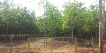 Rẫy có 204m mặt tiền đường ,đất rộng rãi thích hợp chăn nuôi và trồng trọt