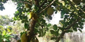 Bán 1 sào đất Long Phước, Long Thành có thổ cư nhà cấp 4, vườn cây ăn trái.