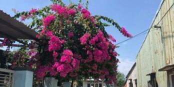 Bán đất Hòa Quý - Ngũ Hành Sơn giá chỉ 1.7 tỷ gần 100m2