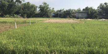 NHANH TAY SỞ HỮU LÔ ĐẤT ĐẸP Ở THỦY TRIỀU – GIÁ CHỐT TRONG TUẦN