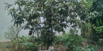 1,460 tỷ có ngay ô đất 37m2  ngọa long, kinh khai, bắc từ liêm