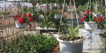 Gia Chủ Người Nước Ngoài Về Nước Bán Lại Nhà Vườn 234 Đinh Đức Thiện