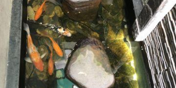 Bán Villa 3 lầu,dt 6,1x18m,hxh trần bình trọng p1 q10