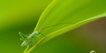 CĂN HỘ CAO CẤP TIỆN ÍCH 5 SAO GIÁ CHÍNH CHỦ ĐẦU TƯ, LH 0931 412 123