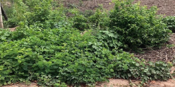 Bán đất thổ cư mặt tiền đường Nguyễn Văn Tiệp gần tỉnh lộ 15 xã An Phú Củ Chi