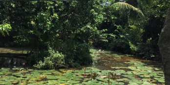 Bán vườn sầu riêng và măng cụt mặt tiền rạch sông Lu xã Trung An Củ Chi