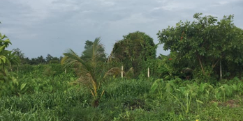 Đất vườn giá tốt gần sông xã Bình Mỹ Củ Chi