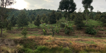 Bán Gấp Đất Rẫy Sầu Riêng 4ha Tại Đồng Nai