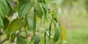 Bán đất rẫy đang thu hoạch năng suất cao tại Huyện Chư Sê, Gia Lai